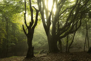 Tales of the Forest II, 2024 (foto)