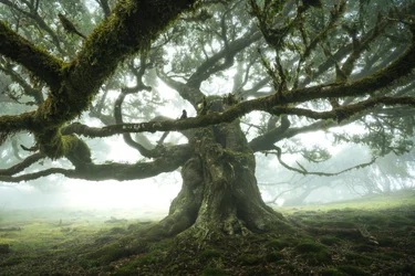 A floresta está a ouvir, 2023 (foto)
