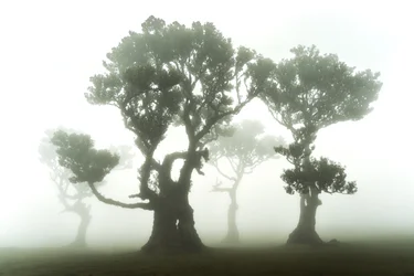 A floresta permanece, 2023 (foto)