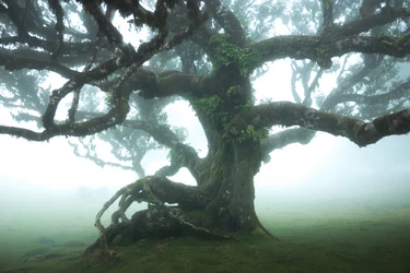 A floresta permanece IIII, 2023 (foto)