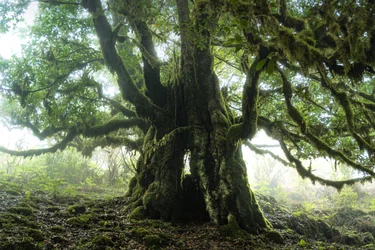 A floresta permanece III, 2023 (foto)