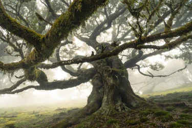 Os restos da floresta II, 2023 (foto)
