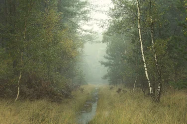 A Árvore da Escuta, 2023 (foto)