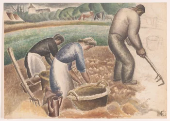 Colhedoras de batatas no campo