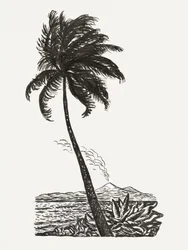 Palmeira com uma ilha (c. 1891–1941)