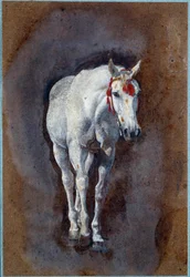 Um Desenho de Cavalo