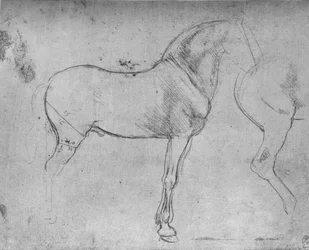 Um cavalo de perfil à direita e seus quartos traseiros, c1480 1945