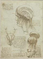 Uma folha manuscrita com desenhos anatômicos e notas, 1506-1508.