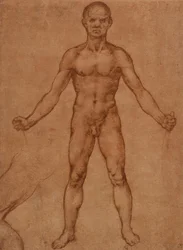 Estudo de nu de um homem de pé, de frente