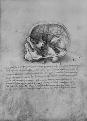 Desenho anatômico de uma caveira à esquerda, c1480 1945