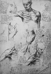Desenhos anatômicos de um pescoço e ombros de um homem, c1480 1945