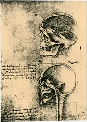 Esboço anatômico, dois estudos de um crânio humano, c1489