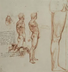 estudos de anatomia