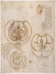 estudos de anatomia