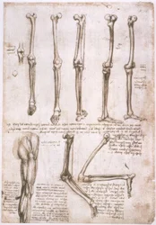 estudos de anatomia