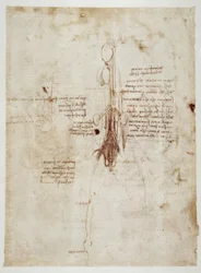estudos de anatomia