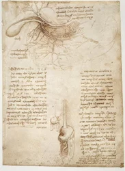 estudos de anatomia