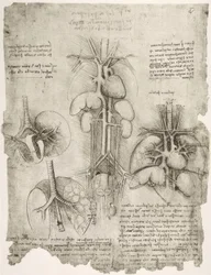 estudos de anatomia