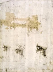 estudos de anatomia