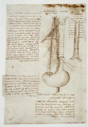estudos de anatomia