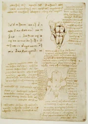 estudos de anatomia