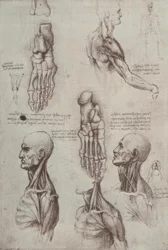 estudos de anatomia