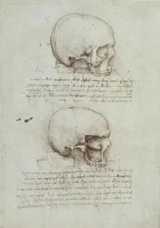 estudos de anatomia