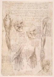 estudos de anatomia