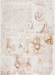 Estudos de anatomia: umbilical - feto ...