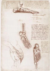 Estudos de anatomia: Anatomia da superfície do ombro - osso do pé