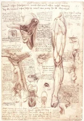 Estudos de anatomia: língua, garganta, laringe e esôfago