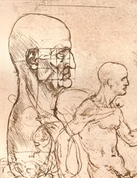 Desenho ilustrando a teoria das proporções da figura humana, c1472-c1519 1883