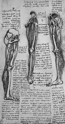 Desenhos de uma perna esquerda mostrando ossos e tendões, c1480 1945