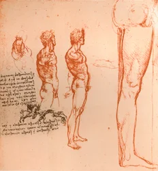 Desenhos que mostram os movimentos da figura humana e dos guerreiros lutando, c1472-c1519 1883