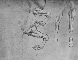 Quatro estudos sobre pernas de cavalos, c1480 1945
