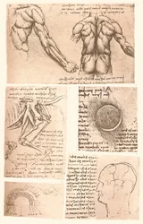Quatro desenhos anatômicos, c1472-c1519 1883