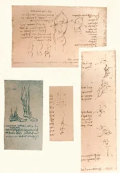Quatro desenhos ilustrando a teoria dos movimentos da figura humana, c1472-c1519 1883