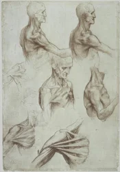 Leonardo - musculatura pescoço-ombro - f. 136v