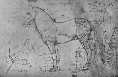 Desenho medido de um cavalo de perfil à esquerda, c1480 1945