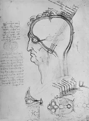 Seções da cabeça de um homem mostrando a anatomia do olho, etc., c1480 1945