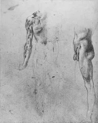 Estudos de um homem nu visto de trás e de lado, c1480 1945