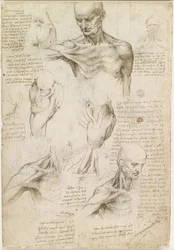 Anatomia superficial do ombro e do pescoço (reto)