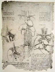 O Coração e a Circulação, fac-símile do livro de Windsor (caneta e tinta no papel)