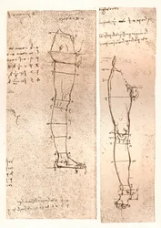 Dois desenhos ilustrando a teoria das proporções da figura humana, c1472-c1519 1883