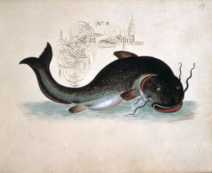 Acrescentar 6458 f.39 Catfish