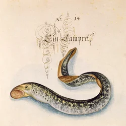 Adicionar 6485 f.50 Sea Lamprey