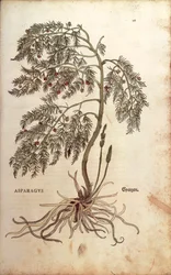 Asparagus (Asparagus officinalis) de Leonhart Fuchs de De historia stirpium commentarii insignes (Notable Commentaries on the History of Plants) gravura colorida