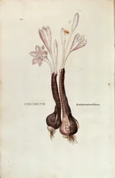 Autumn crocus (Colchicum autumnale) de Leonhart Fuchs de De historia stirpium commentarii insignes (Notable Commentaries on the History of Plants), gravura colorida