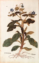 Borage - Borago officinalis (Buglossum) de Leonhart Fuchs de De historia stirpium commentarii insignes (Notable Commentaries on the History of Plants), gravura colorida