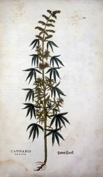 Cannabis Sativa (Cultivo de cânhamo) - em "De Historia Stirpium commentarii insígnia" de Leonhart Fuchs